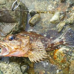 2日間のライトロック三昧