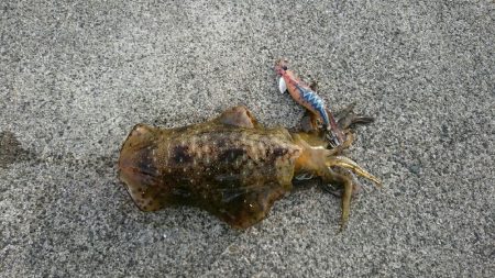 鹿児島釣行5日目！