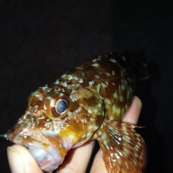 プチ遠征してアジ探し。