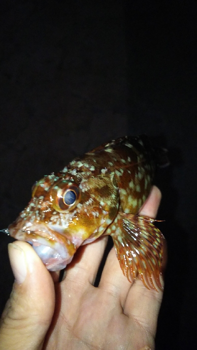 プチ遠征してアジ探し。