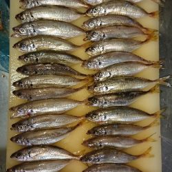 アジ沸いてました