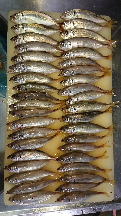 アジ沸いてました