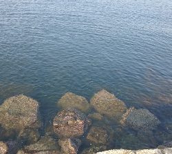 久々デイシーバス