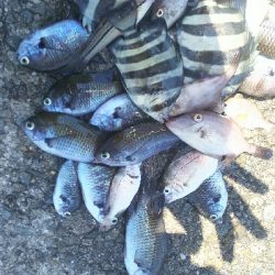 パワーイソメでタコ サンバソウ