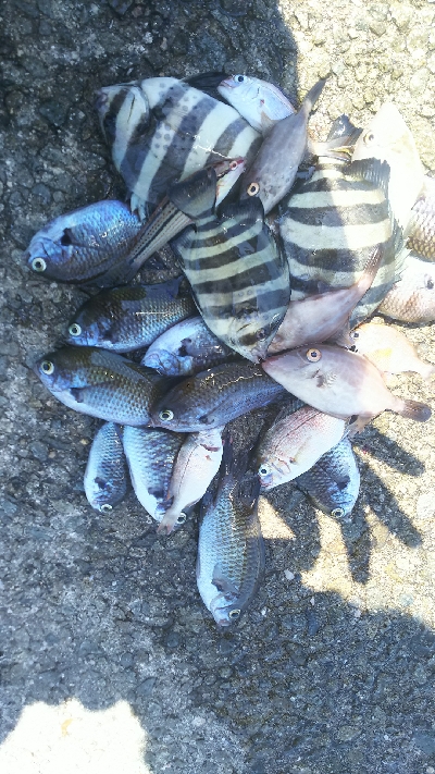 パワーイソメでタコ サンバソウ