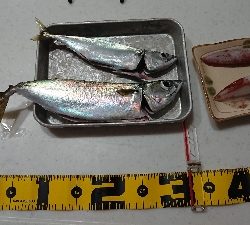 ケンサキからの・・・