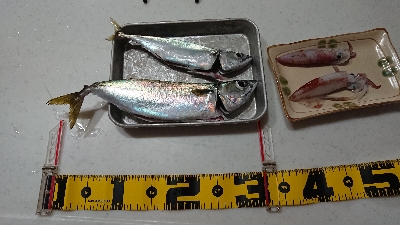 ケンサキからの・・・