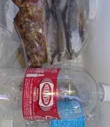 ロックフィッシュ&白キス釣行