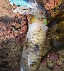 エギング釣行その24