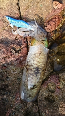 エギング釣行その24