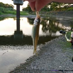 お盆最後にハス(ケタバス)釣り
