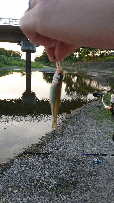 お盆最後にハス(ケタバス)釣り