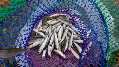 鮎釣り