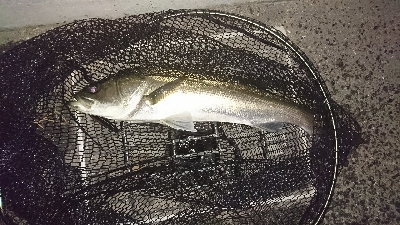 やっぱりドブ川最高♪