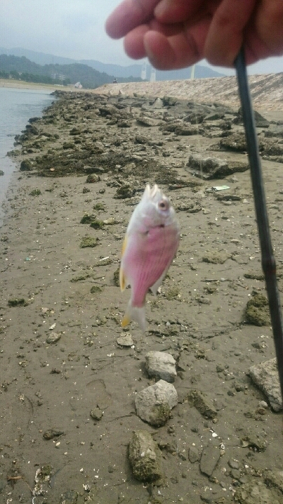 9時間耐久釣りレース