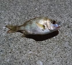 ライトゲーム五目！