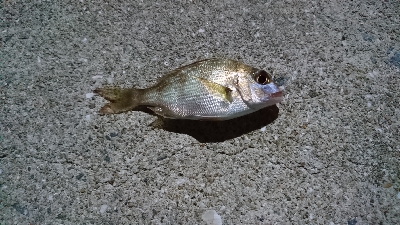 ライトゲーム五目！