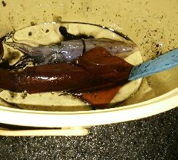 エギング追加ケンサキイカ