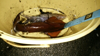 エギング追加ケンサキイカ