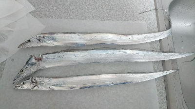 食品コンビナート 和歌山ドラム