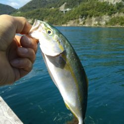 のませにて色々