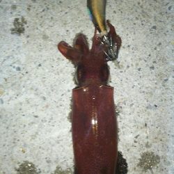 ショアケンサキゲーム