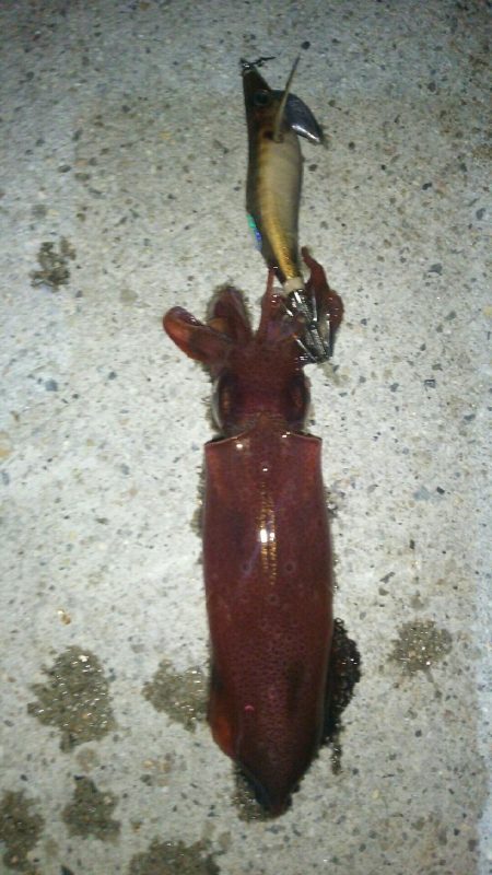 ショアケンサキゲーム