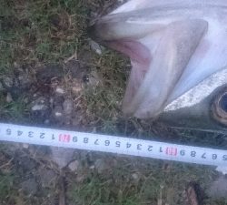 仁淀川河口シーバスゲーム