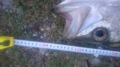 仁淀川河口シーバスゲーム