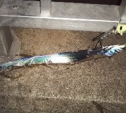 夏タチウオ調査