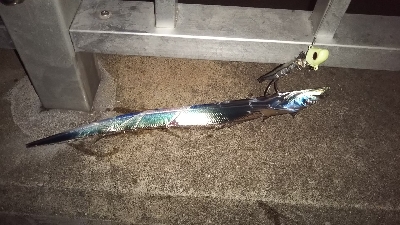 夏タチウオ調査