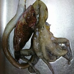 色んな釣りをして…