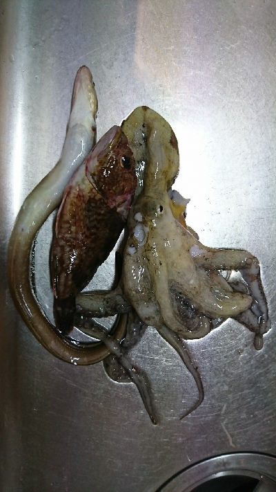 色んな釣りをして…