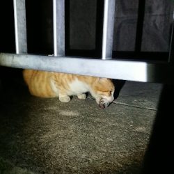 釣り部 釣行記  19