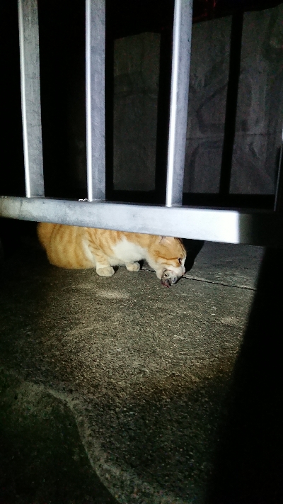 釣り部 釣行記  19