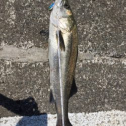 赤・青・黒三冠達成！！めでタイ！