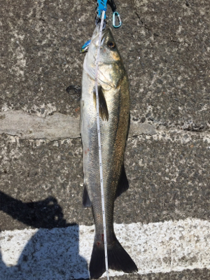 赤・青・黒三冠達成！！めでタイ！