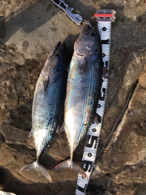 これで良いのか？