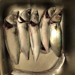 初の大サバ！！！！！