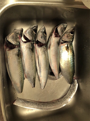 初の大サバ！！！！！