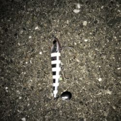 初めてのショアジギング