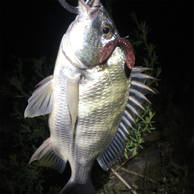 淀川ブリームゲーム キビレ探し