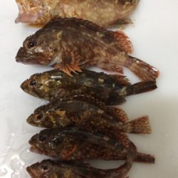 今回はサンマの切り身で釣れました