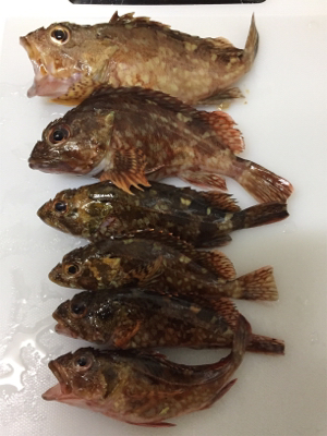 今回はサンマの切り身で釣れました