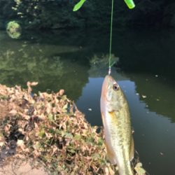 小バスフィーバー