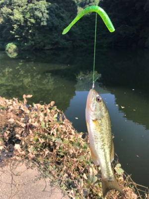 小バスフィーバー