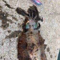 夏イカエギング