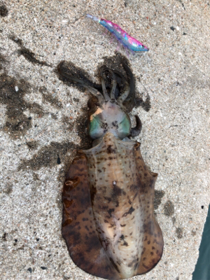 夏イカエギング