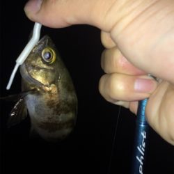 アジ ケンサキイカ調査とナイトゲーム