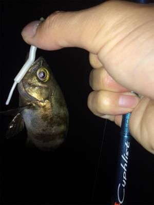 アジ ケンサキイカ調査とナイトゲーム